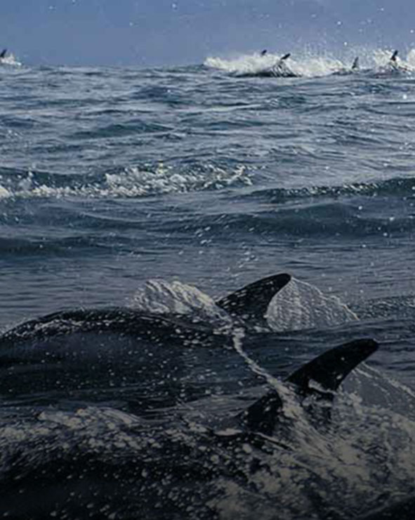 Experience Canterbury, Kaikoura and Hanmer Springs with Bookme New Zealand's innovative activity and attraction booking site.  Find activity deals and last minute discounts on Whale Watching, Dolphin Swimming, jet boating, Golf, horse trekking, scenic flights and more.